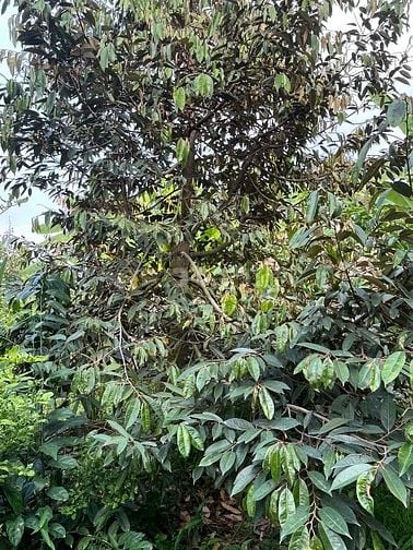 6Công GÓC 2MT ,ĐẤT SẦU RIÊNG MT ĐƯỜNG NHỰA 4tỷ8