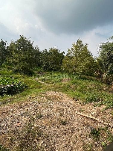 6Công GÓC 2MT ,ĐẤT SẦU RIÊNG MT ĐƯỜNG NHỰA 4tỷ8
