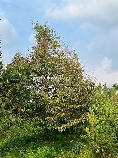 6Công GÓC 2MT ,ĐẤT SẦU RIÊNG MT ĐƯỜNG NHỰA 4tỷ8