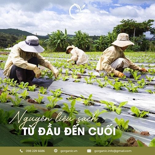 G.organic – thực phẩm hạnh phúc được gieo trồng từ tình yêu & sự thật