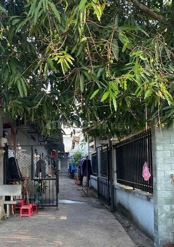 CÓ CÂY XOÀI TRÁI XOÀI, CÓ LUÔN DÃY TRỌ 6 PHÒNG Ở TRẢNG BÀNG, TÂY NINH 
