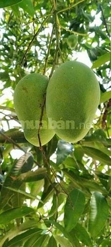 CÓ CÂY XOÀI TRÁI XOÀI, CÓ LUÔN DÃY TRỌ 6 PHÒNG Ở TRẢNG BÀNG, TÂY NINH 