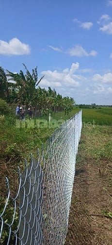 BÁN LÔ ĐẤT THỔ CƯ+ĐẤT TRỒNG CÂY LÂU NĂM CHÍNH CHỦ