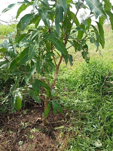 BÁN LÔ ĐẤT THỔ CƯ+ĐẤT TRỒNG CÂY LÂU NĂM CHÍNH CHỦ