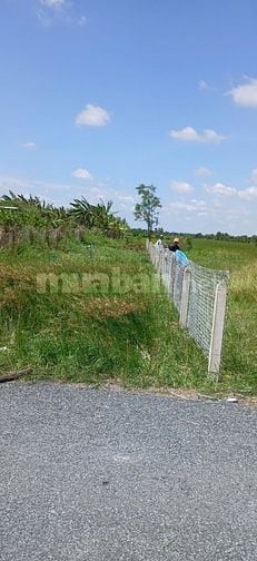 BÁN LÔ ĐẤT THỔ CƯ+ĐẤT TRỒNG CÂY LÂU NĂM CHÍNH CHỦ