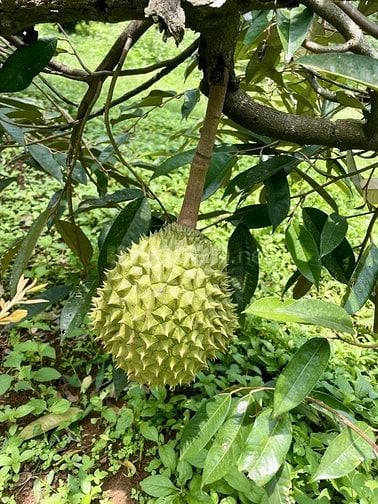 NHÀ VƯỜN GẦN DẦU GIÂY, TP. LONG KHÁNH, NGAY MẶT TIỀN ĐƯỜNG 770B