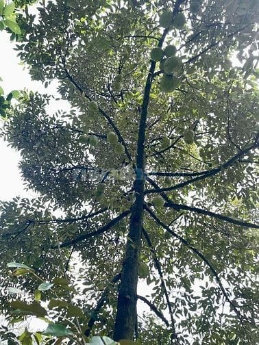 NHÀ VƯỜN GẦN DẦU GIÂY, TP. LONG KHÁNH, NGAY MẶT TIỀN ĐƯỜNG 770B