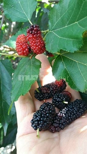 NHÀ VƯỜN GẦN DẦU GIÂY, TP. LONG KHÁNH, NGAY MẶT TIỀN ĐƯỜNG 770B