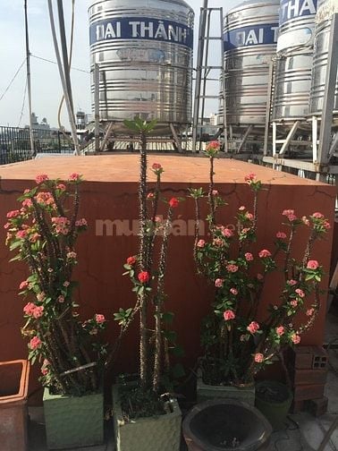 Gia đình đi định cư cần bán -83/131 Năm Châu, Phường 11, Quận Tân Bình