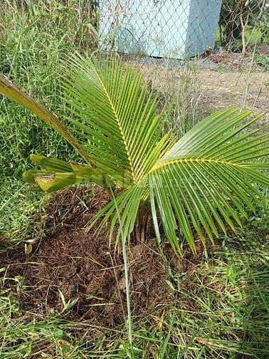 BÁN LÔ ĐẤT 100M THỔ CƯ, 142M TRỒNG CÂY LÂU NĂM