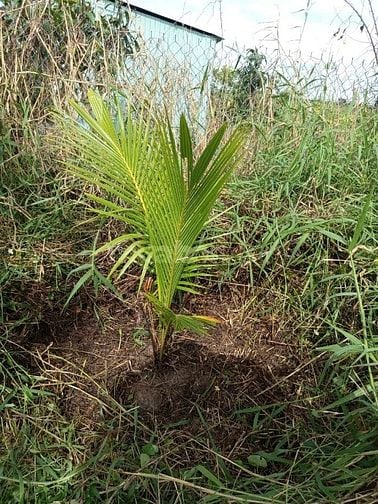 BÁN LÔ ĐẤT 100M THỔ CƯ, 142M TRỒNG CÂY LÂU NĂM