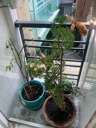 Phòng trọ gần chợ Cây Thị, WC riêng, giờ tự do