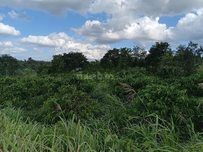 CƠ HỘI ĐẦU TƯ VÀNG GIÁ SIÊU NGỘP. QL 29 XÃ EA SO, EA KAR , ĐĂK LĂK