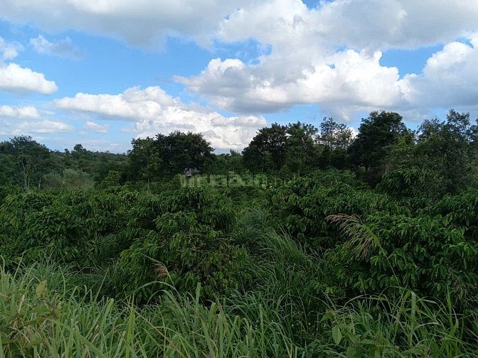 CƠ HỘI ĐẦU TƯ VÀNG GIÁ SIÊU NGỘP. QL 29 XÃ EA SO, EA KAR , ĐĂK LĂK