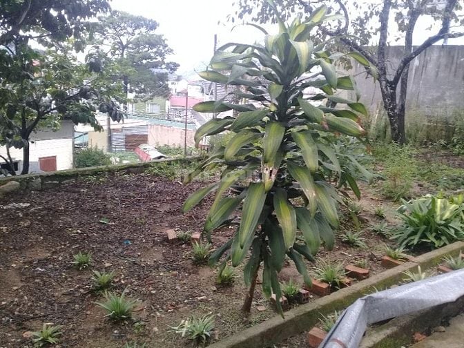 Bán đất nông nghiệp đường Huyền Trân Công Chúa thành phố Đà Lạt 
