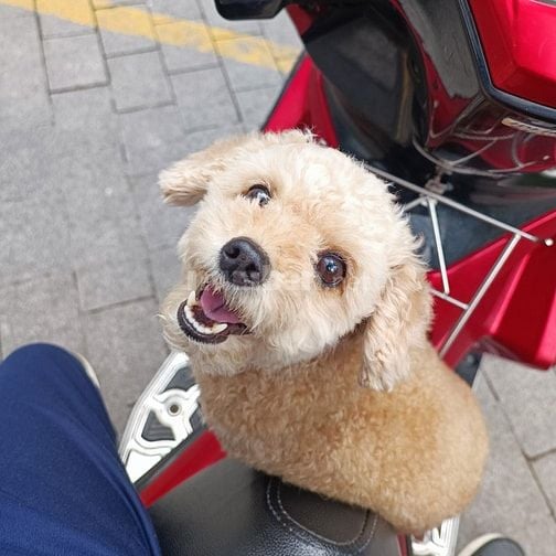 BÁN XE MÁY AIR BLADE 125CC CHO NGƯỜI DÙNG