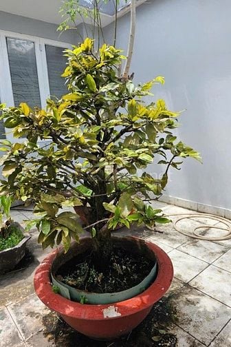 BÁN CÂY CẢNH GIÁ TỐT -Mai Tứ Quý & Mai Vàng Ghép-Bồ Đề Bông Sai 