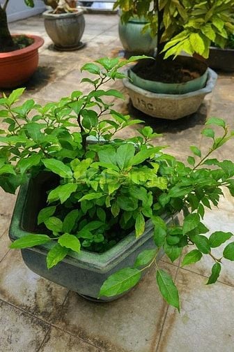 BÁN CÂY CẢNH GIÁ TỐT -Mai Tứ Quý & Mai Vàng Ghép-Bồ Đề Bông Sai 