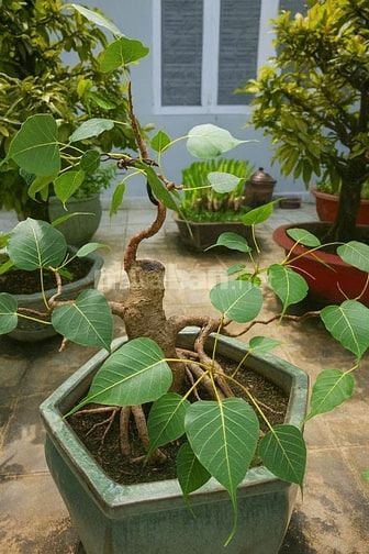 BÁN CÂY CẢNH GIÁ TỐT -Mai Tứ Quý & Mai Vàng Ghép-Bồ Đề Bông Sai 