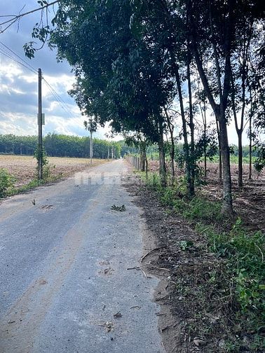 CHO THUÊ ĐẤT LÀM KHO BÃI , KHU VỰC BẾN CÁT, BÌNH DƯƠNG