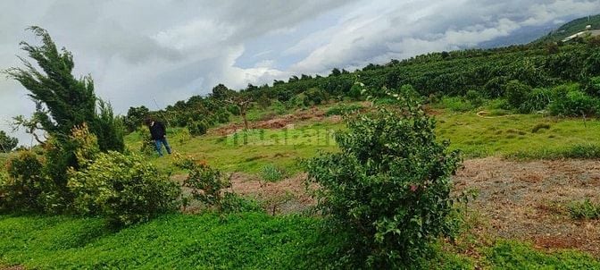 ĐẤT 1106M2, thổ cư 173m2, xẫ Đan Phượng, huyện Lâm Hà