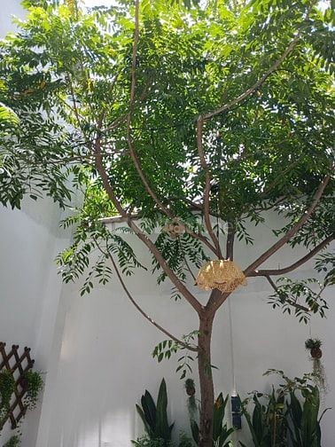 Nhà Sân Vườn 2Tầng 8x9,8(90m2) Hẻm 3m Thích Quảng Đức - Hoàng Hoa Thám