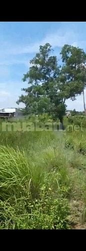 Bán đất sổ đỏ chính chủ tại Long Phước, Quận 9, TP.HCM – Vị trí đẹp