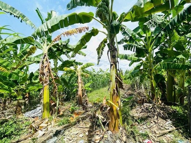 DA68 Bán đất hẻm 4m thôn Phú Ân Nam xã Diên An