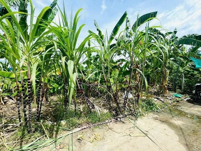 DA68 Bán đất hẻm 4m thôn Phú Ân Nam xã Diên An