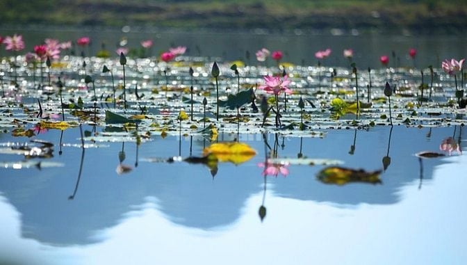 Mở bán PHÂN KHU ĐẦM SEN - NAM HOÀ XUÂN