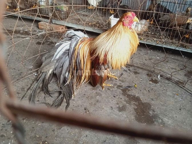 gà tre tân châu đuôi đẹp dài tại hà nội