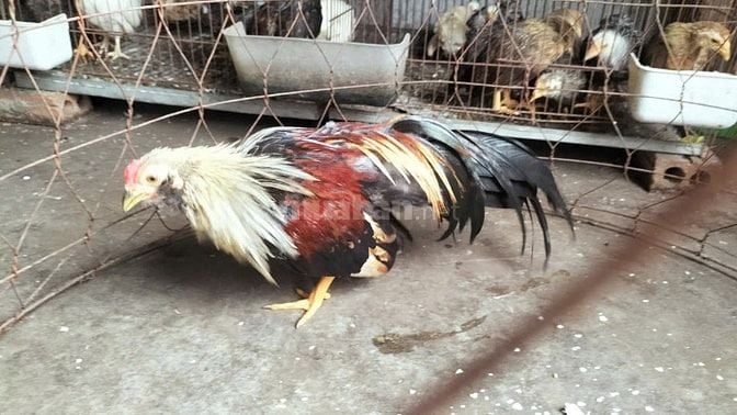 gà tre tân châu đuôi đẹp dài tại hà nội