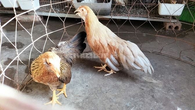 gà tre tân châu đuôi đẹp dài tại hà nội