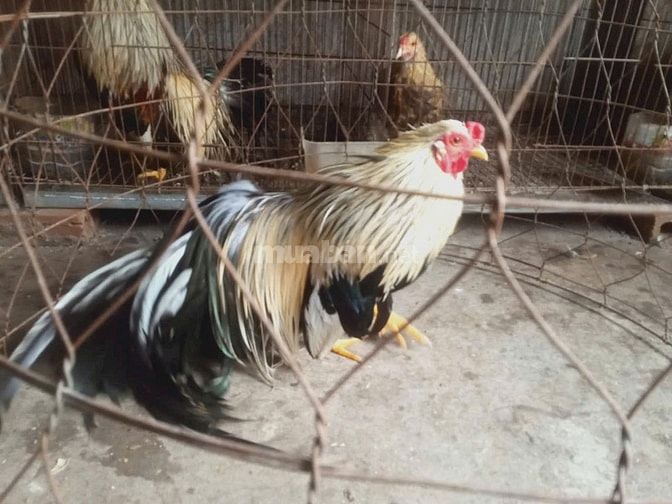 gà tre tân châu đuôi đẹp dài tại hà nội