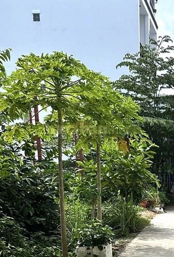 HIẾM – LÔ ĐẤT FULL THỔ CƯ – CẠNH KDC ANH TUẤN – 96M2 – GIÁ CHỈ 3,7 TỶ
