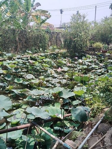 Bán nhà mặt tiền đường Nhị Bình 2, xã Đông Thạnh, Nhị Bình Cũ