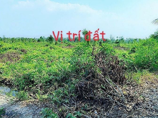 Chính chủ gửi, Bán gấp đất vườn Thạnh Hoà, Bến Lức, Long An