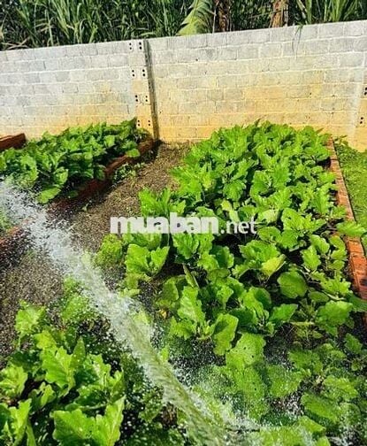 BÁN LÔ ĐẤT CÓ SẴN NHÀ VƯỜN VIEW ĐỒI THÔNG VEN ĐÀ LẠT GIÁ 500TR