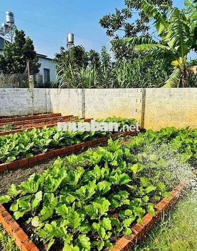 BÁN LÔ ĐẤT CÓ SẴN NHÀ VƯỜN VIEW ĐỒI THÔNG VEN ĐÀ LẠT GIÁ 500TR