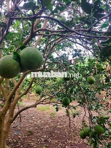 Chính chủ bán đất mặt tiền đường nhựa Xuân Hiệp - Lang Minh