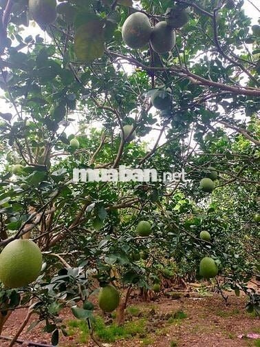 Chính chủ bán đất mặt tiền đường nhựa Xuân Hiệp - Lang Minh