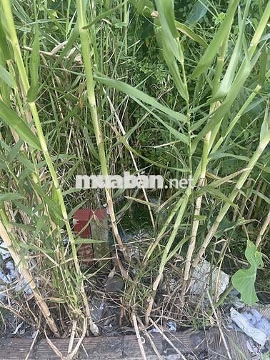 Đất nền đường số 2 KDC Đoàn kết