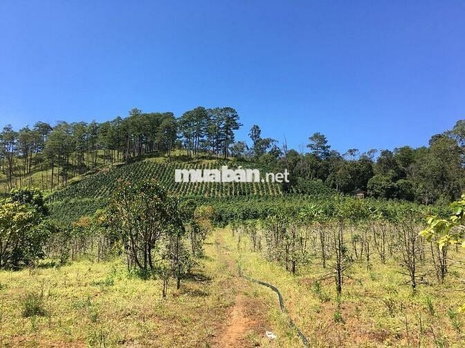 Đất nghỉ dưỡng - 200m mặt tiền suối trong vắt P. Langbiang Lâm Đồng