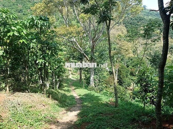 Chính chủ cần bán nhanh 7.800m2 đất vườn ngay núi Đại Bình Bảo Lộc