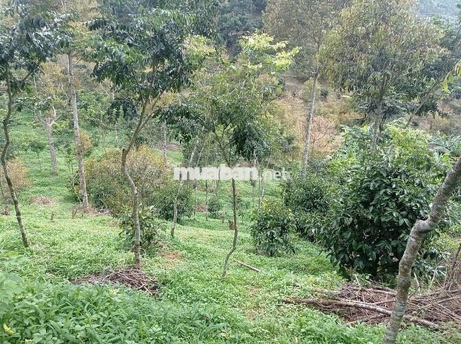 Chính chủ cần bán nhanh 7.800m2 đất vườn ngay núi Đại Bình Bảo Lộc