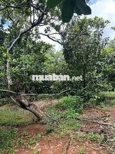 Cần bán 4000m2 Kim Long có 80 Thổ cư mặt tiền 83m măt tiềnđường nhựa
