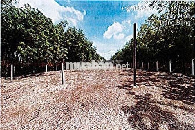 Bán ĐGTS đất tại phường An Tịnh, tỉnh Tây Ninh
