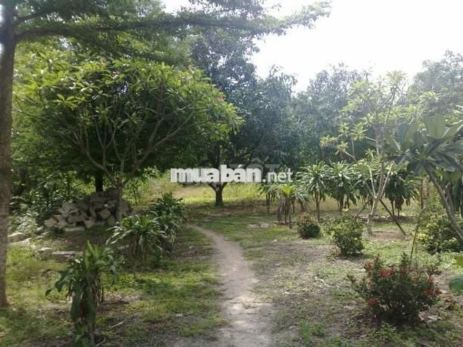 Đất sổ hồng riêng thành phố Đồng Xoài 1000m2 đất vườn