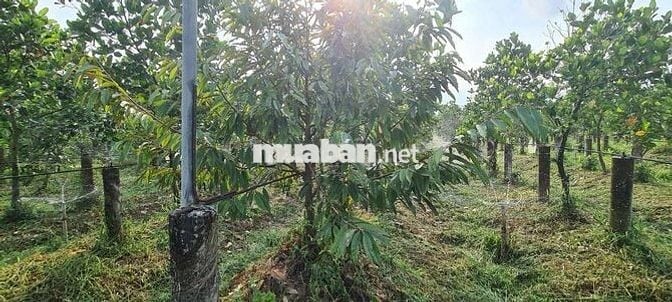 ĐẤT MẶT TIỀN ĐƯỜNG 910 XÃ MỸ THUẬN TỈNH VĨNH LONG