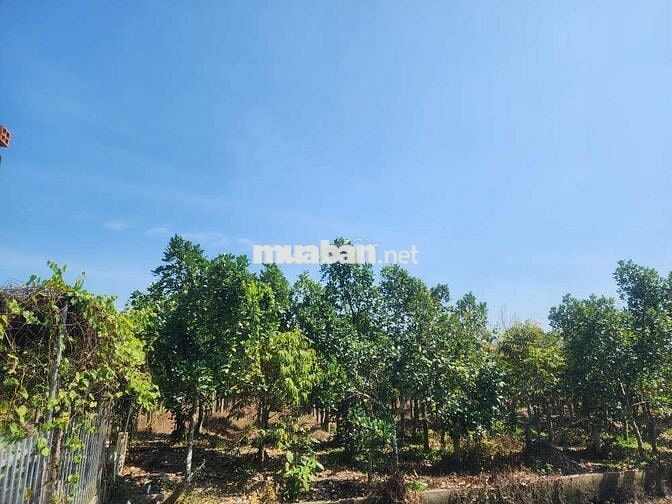 ĐẤT MẶT TIỀN ĐƯỜNG 910 XÃ MỸ THUẬN TỈNH VĨNH LONG